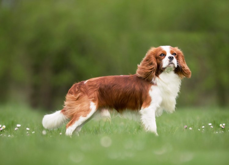 Ковалеркинг чар спаниели