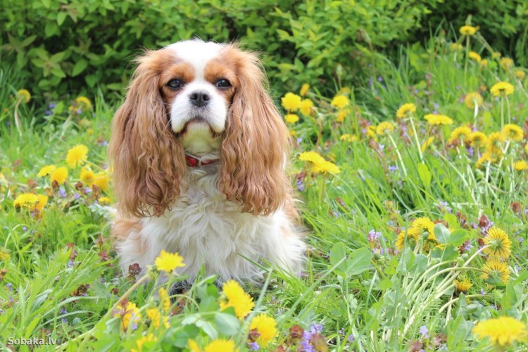 Кавалер Кинг Чарльз спаниель