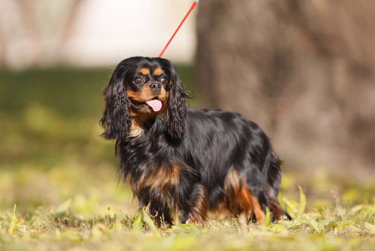 Кингс чаральс спаниэль