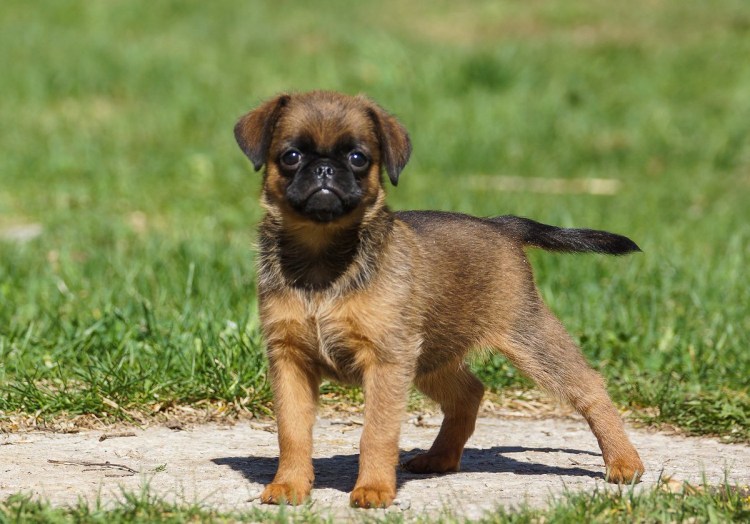 Пти брабансон