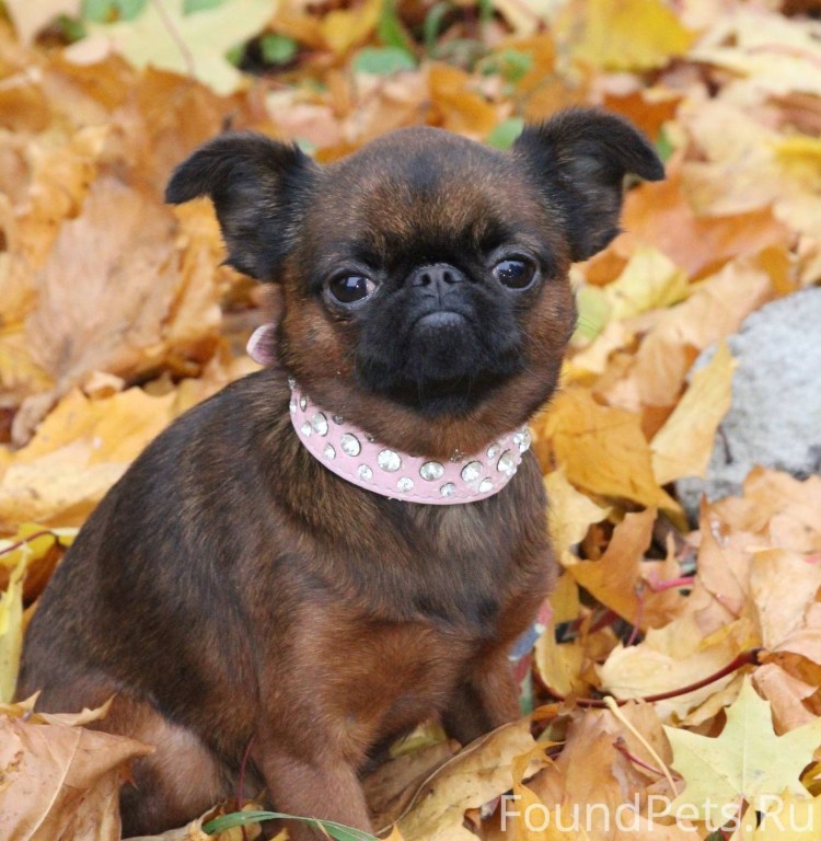 Бельгийский гриффон Пти брабансон