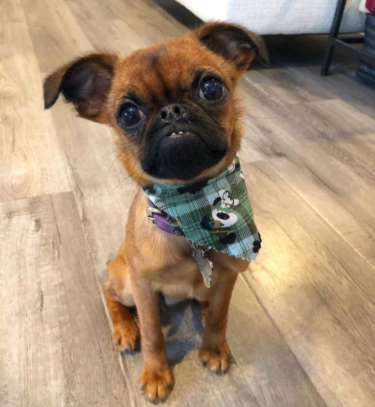 Порода собак Пти брабансон