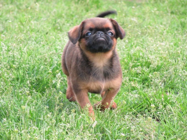 Гриффон Пти брабансон