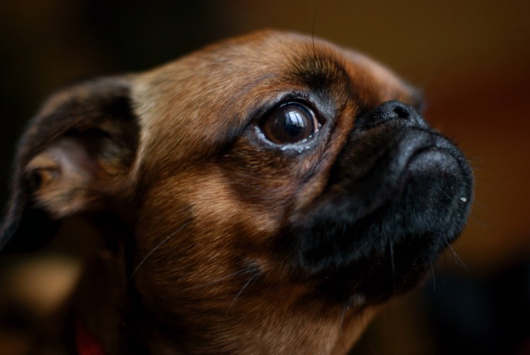 Пти брабансон собака