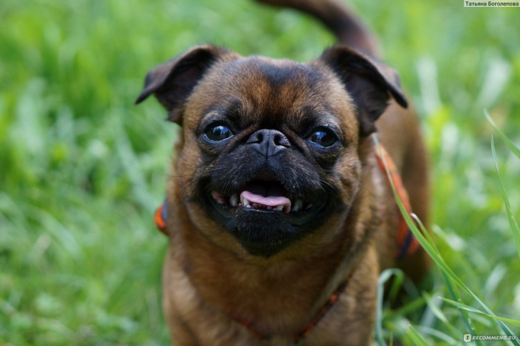 Пти брабансон купить