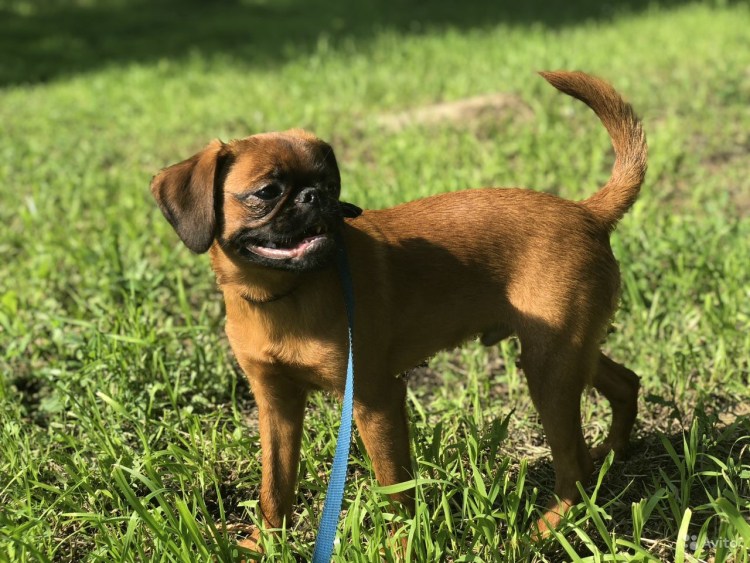 Пти (малый) брабансон