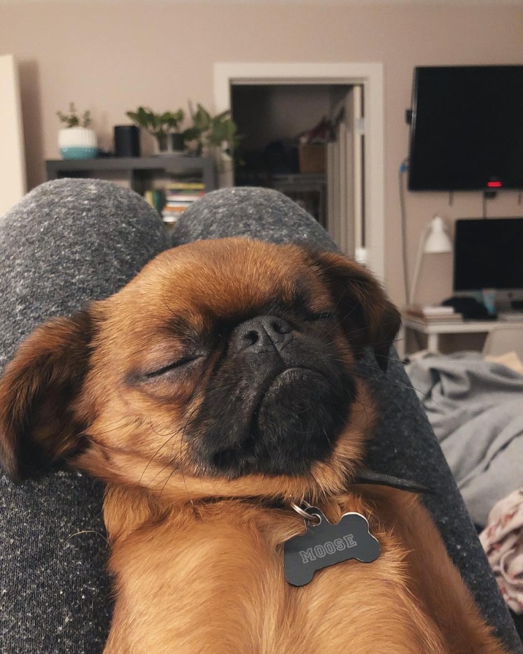 Пти Пти брабансон