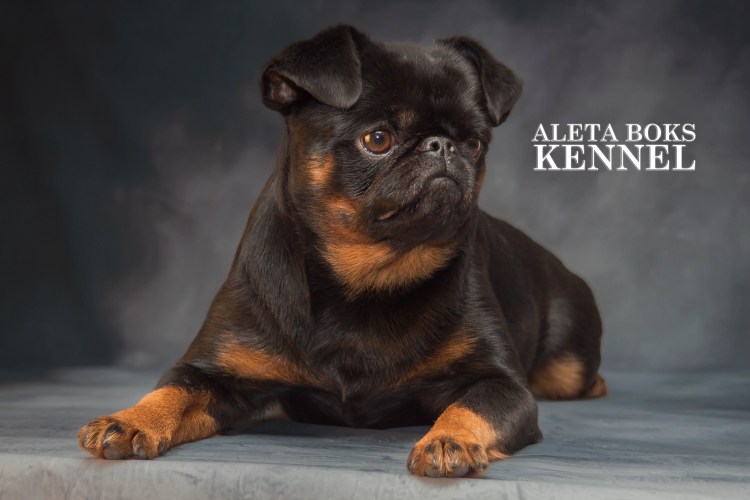 Гриффон Пти брабансон