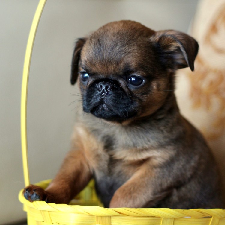 Бельгийский гриффон Пти брабансон