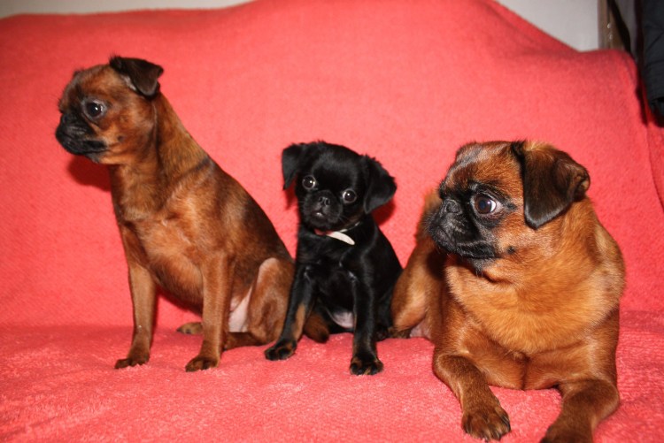 Брюссельский гриффон Пти брабансон