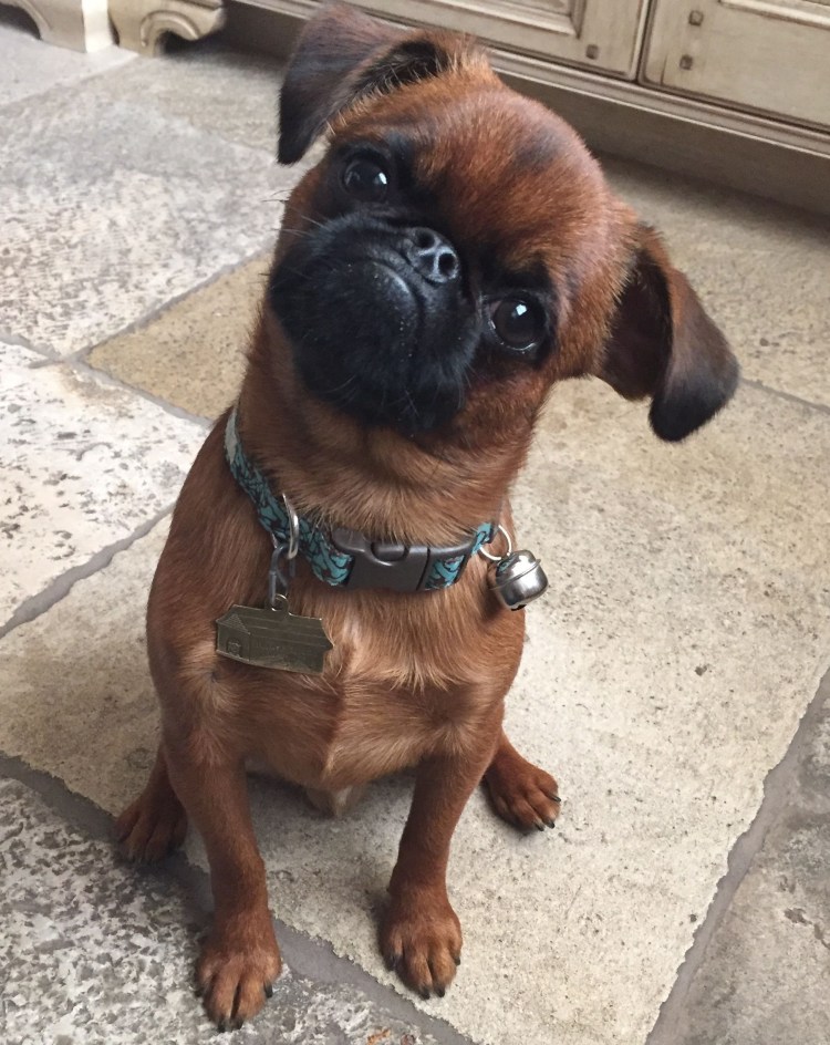 Бельгийский гриффон короткошерстный