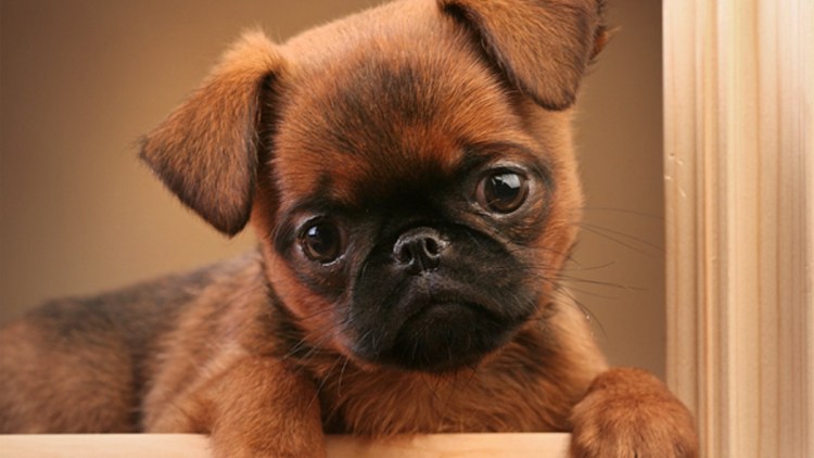 Пти брабансон