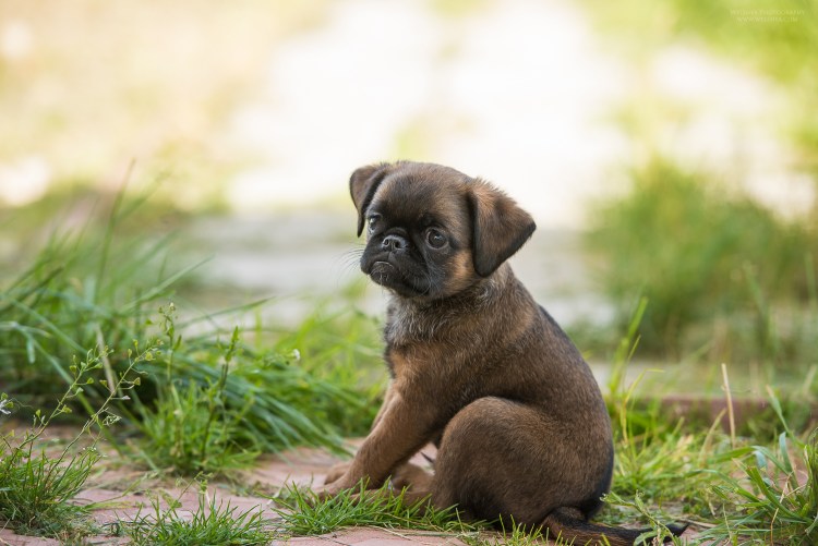 Пти брабансон грибон черный