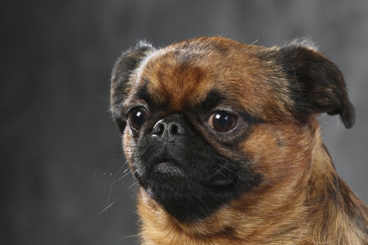 Гриффон Пти брабансон малый