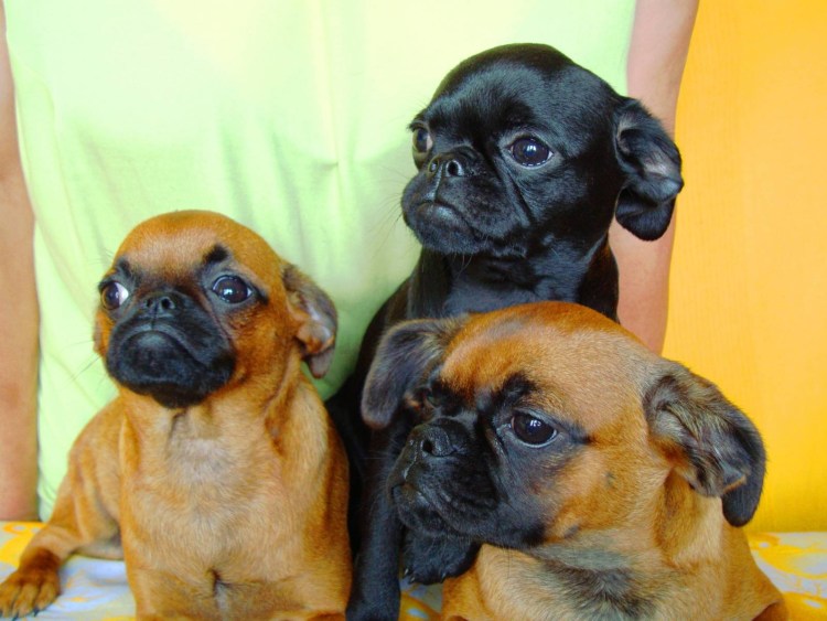 Брабансон порода