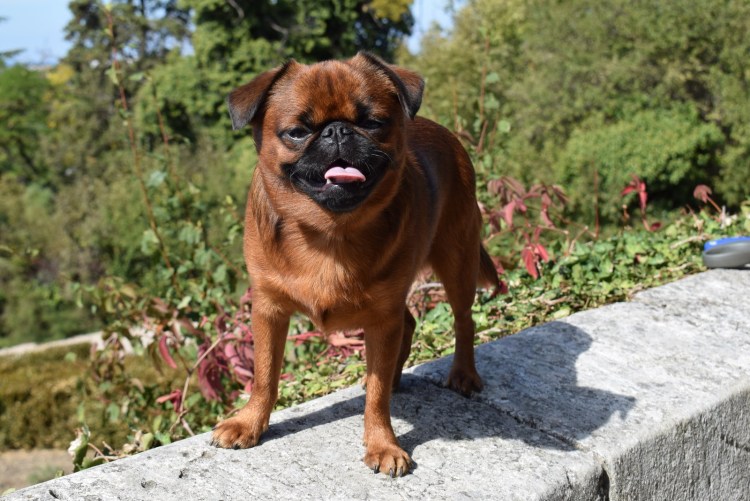 Пти брабансон