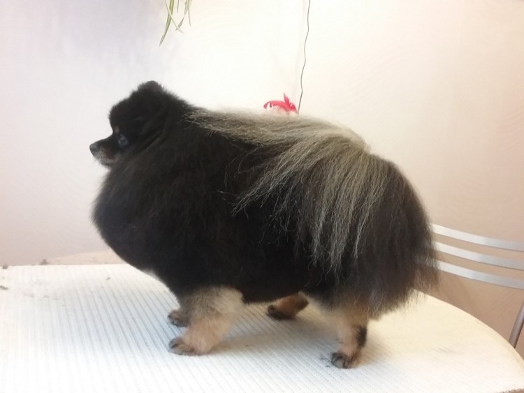 Породная стрижка шпица померанского