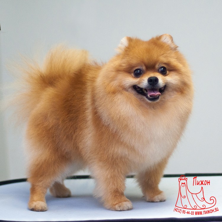 Померанский шпиц груминг
