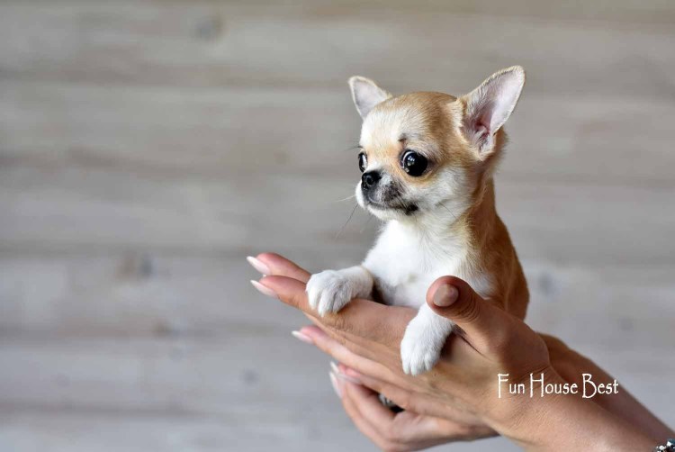 Чихуахуа кобби