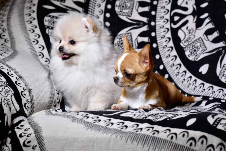 Чихуахуа тайский кобби