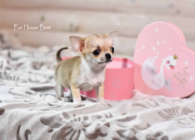 Чихуахуа кобби