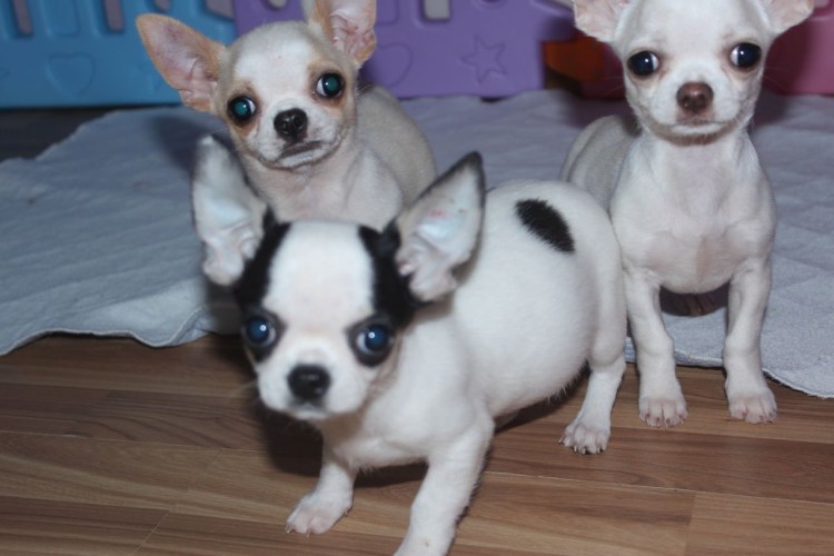 Чихуахуа Тип Дир