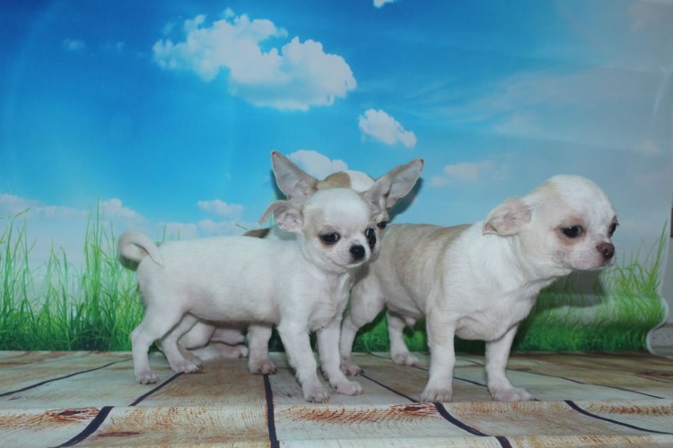 Мимишная собака короткошерстная чихуахуа