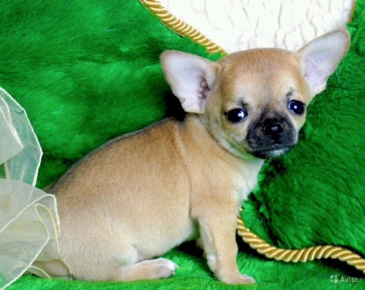 Чихуахуа Дир мини