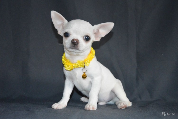 Чихуахуа кобби длинношерстный
