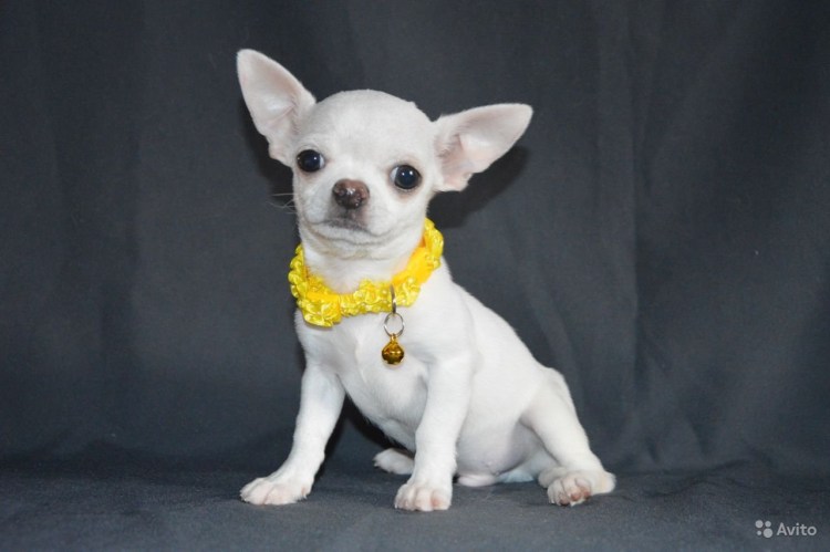 Чихуахуа тайский кобби