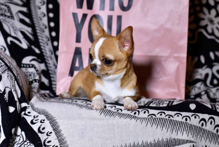 Чихуахуа кобби голубой