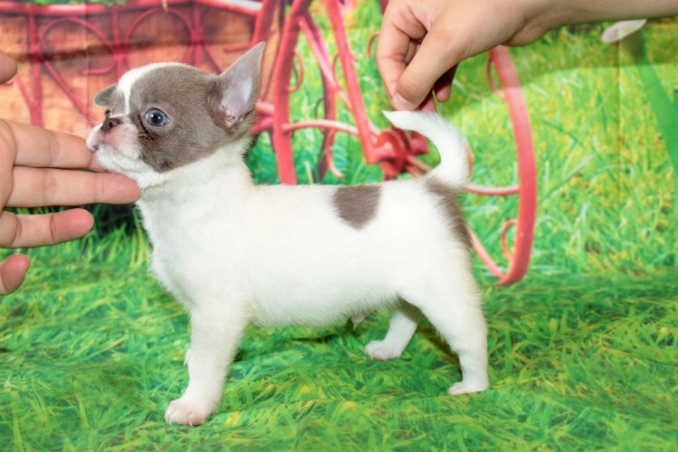 Чихуахуа мини Тип кобби