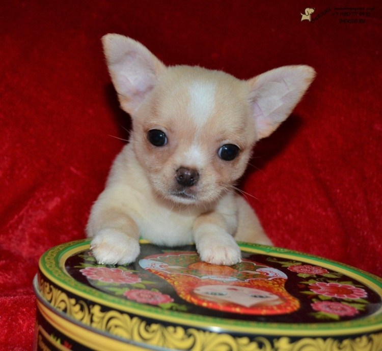 Чихуахуа короткошерстные