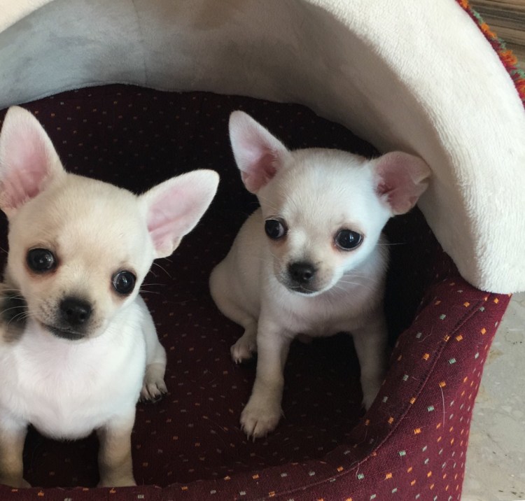 Чихуахуа мини гладкошерстные взрослые