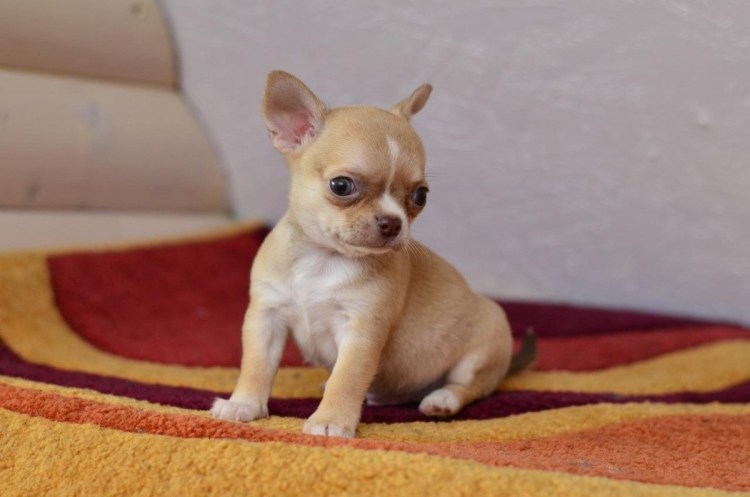 Как можно назвать мини чихуахуа мальчика