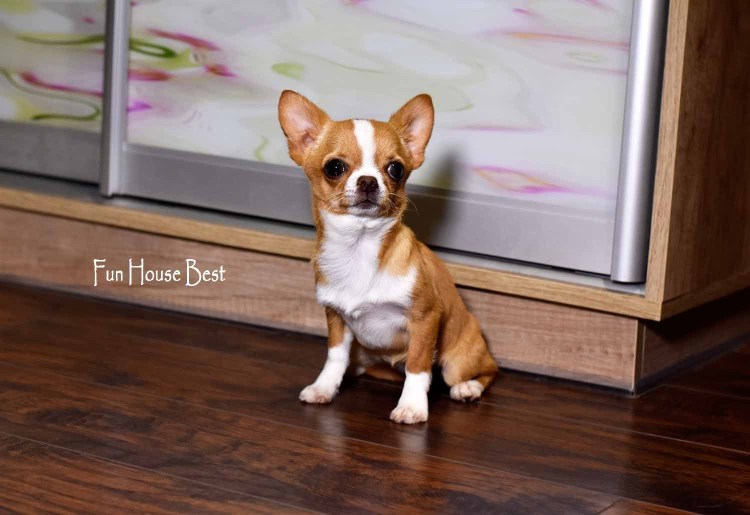 Чихуахуа кобби лиловый