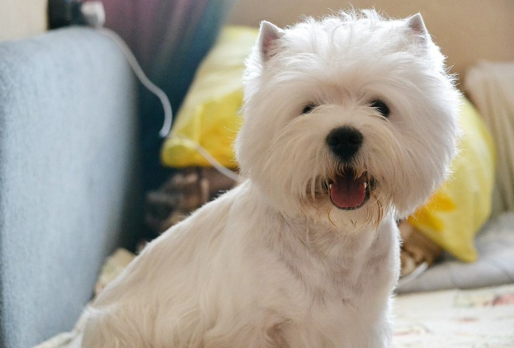 Вест хайленд Уайт терьер Cesar