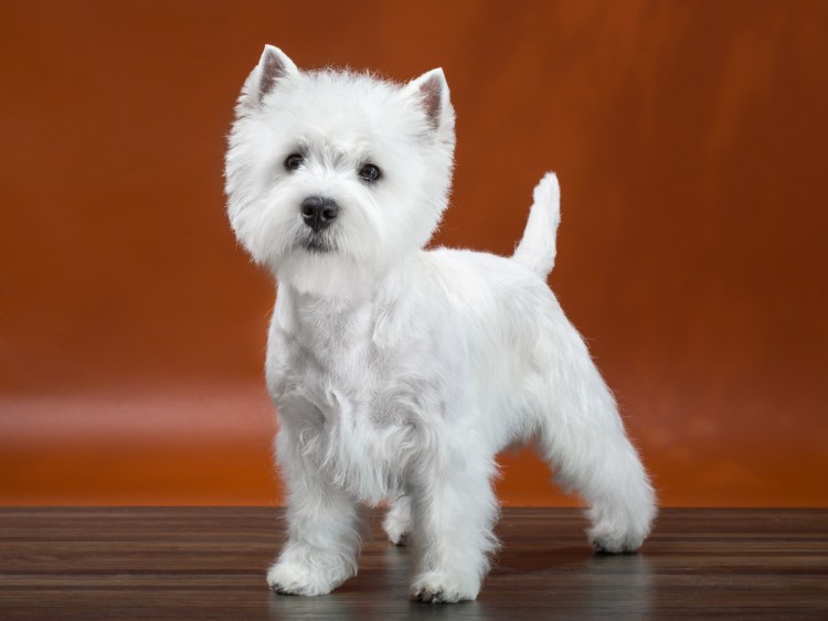 Щенки Вест хайленд Вайт терьера