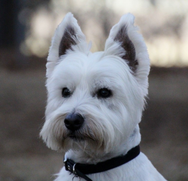 Вест Уайт шнауцер терьер