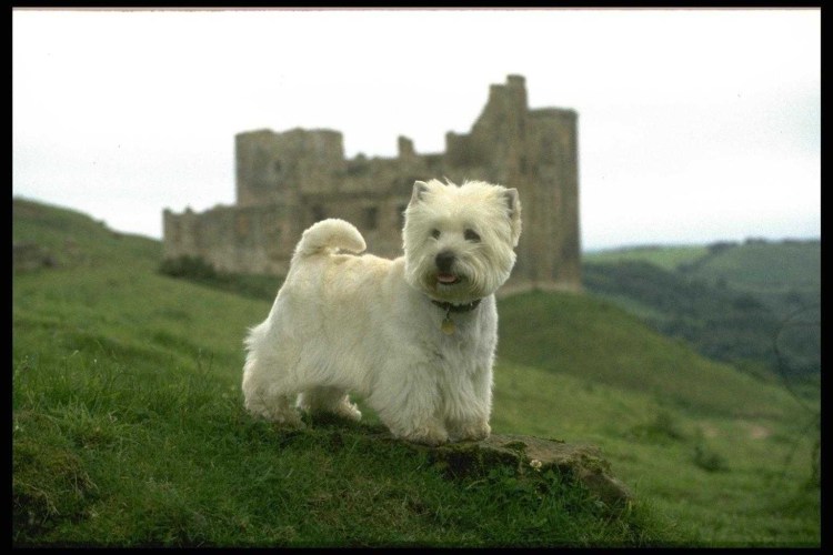 Вестхайленд терьер белый