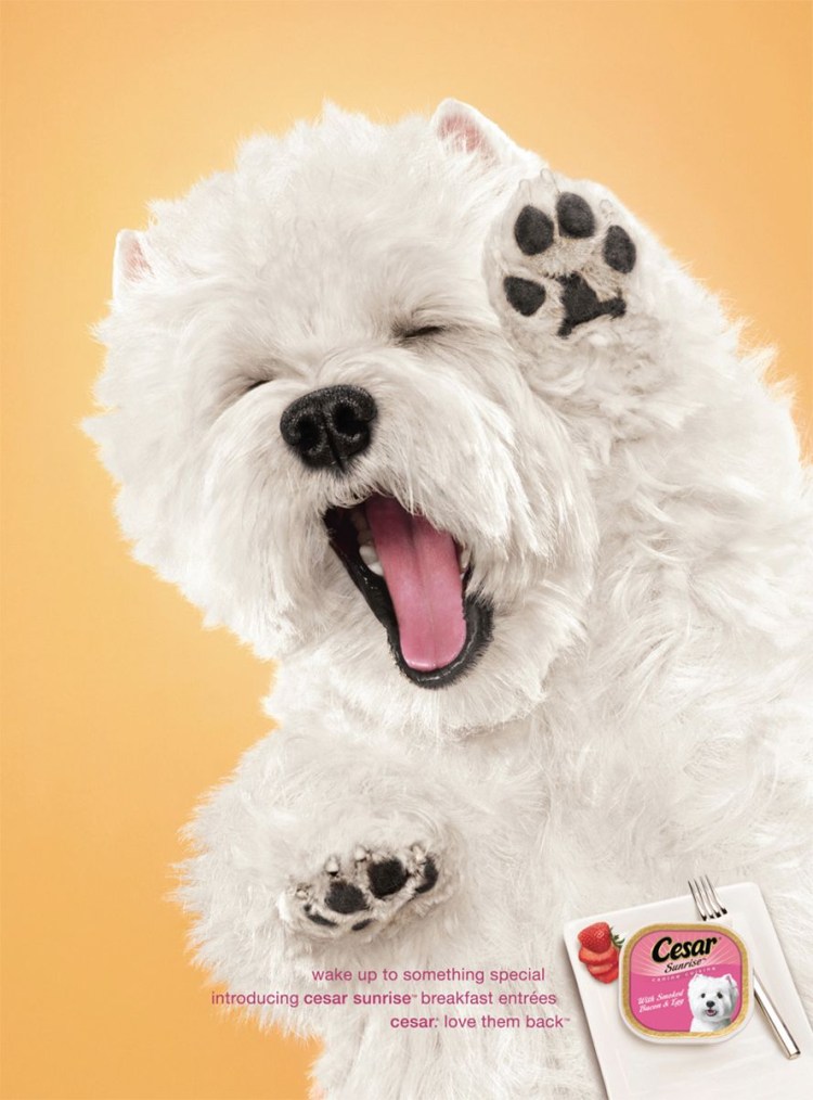 Вест хайленд терьер