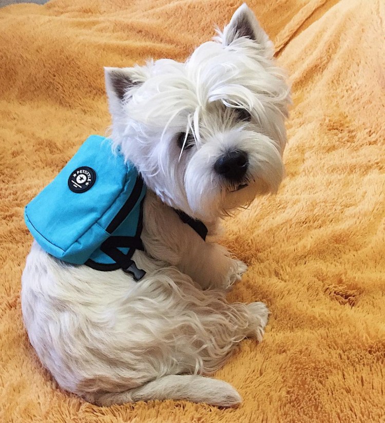 Вест хайленд Уайт терьер Cesar