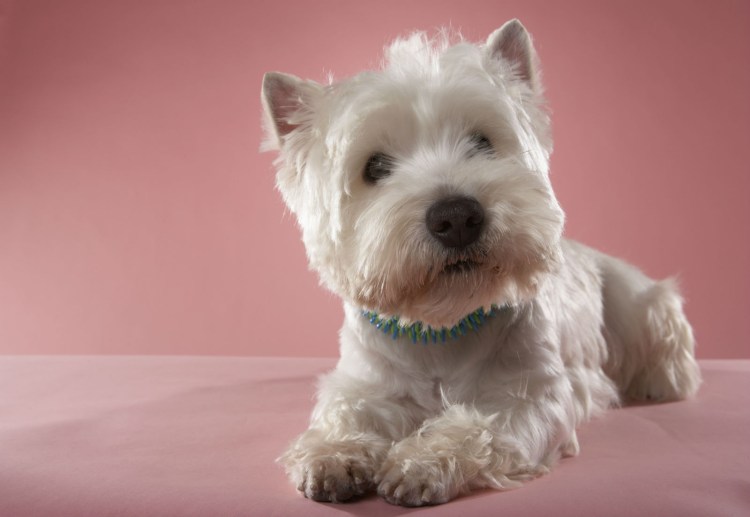 Белая собака из рекламы