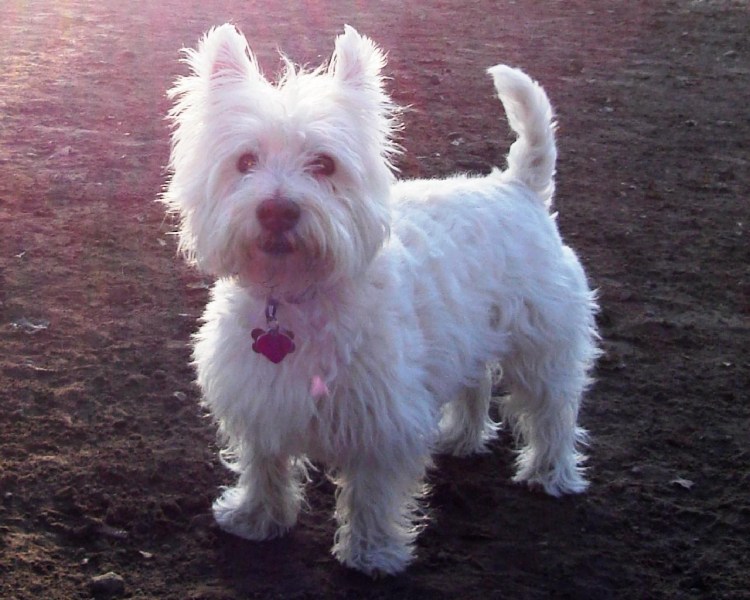 Собака из рекламы