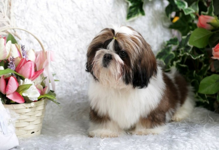 Ши тцу рыжий с белым