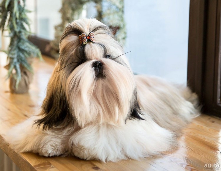 Болонка шицу