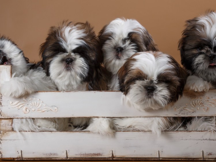 Порода собак ши-тцу