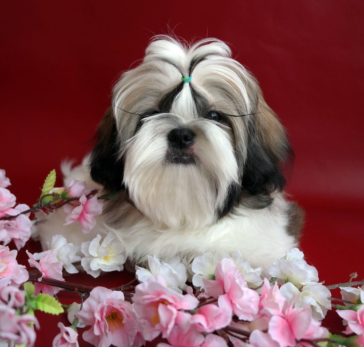 Китайская порода собак ши-тцу
