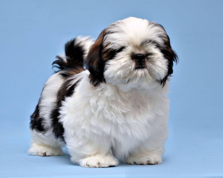 Ши тцу короткошерстные