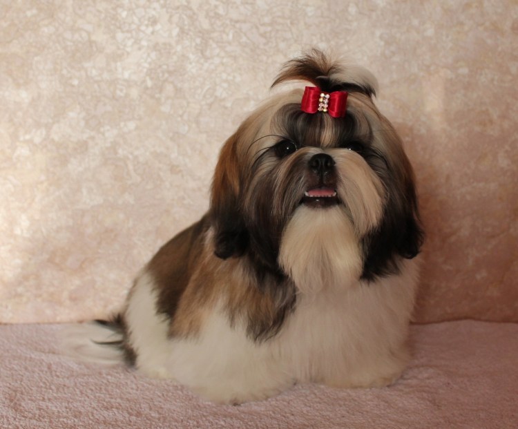 Собачка ши тцу